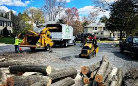 How Our Tree Care Process Works  in La Mirada, CA